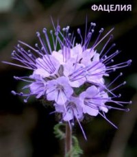 Фацелия - идеальный сидерат