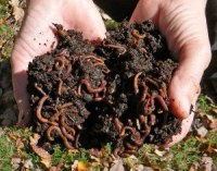 Принцип второй. Органика