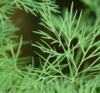 Ранний укроп