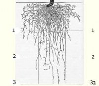 Оптимальная глубина развития корневых систем овощей в земле