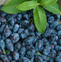 Жимолость. Первое знакомство