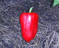 Сладкий перец (сезон 2017)