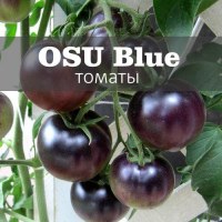 OSU Blue, томат - опыт выращивания