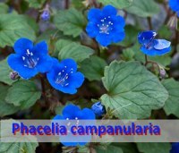 Фацелия - зеленое удобрение