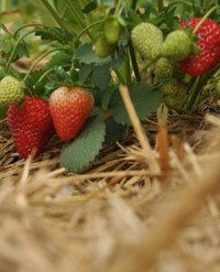 Чем и как правильно прикормить клубнику весной