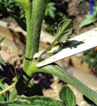 Что нужно знать о пасынковании начинающему огороднику?