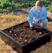 20 кг картофеля с 1 квадратного метра грядки